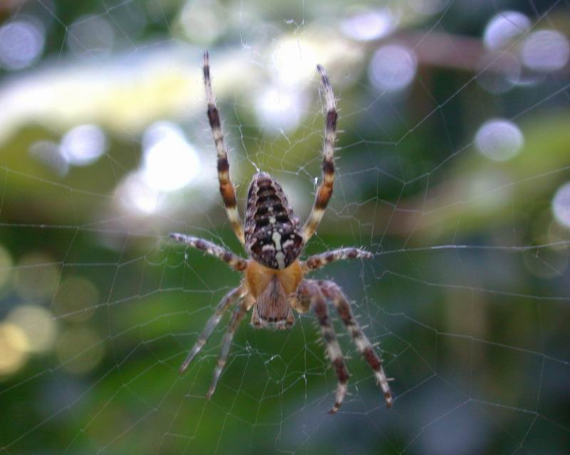 Un ragno gigliato....Araneus diadematus